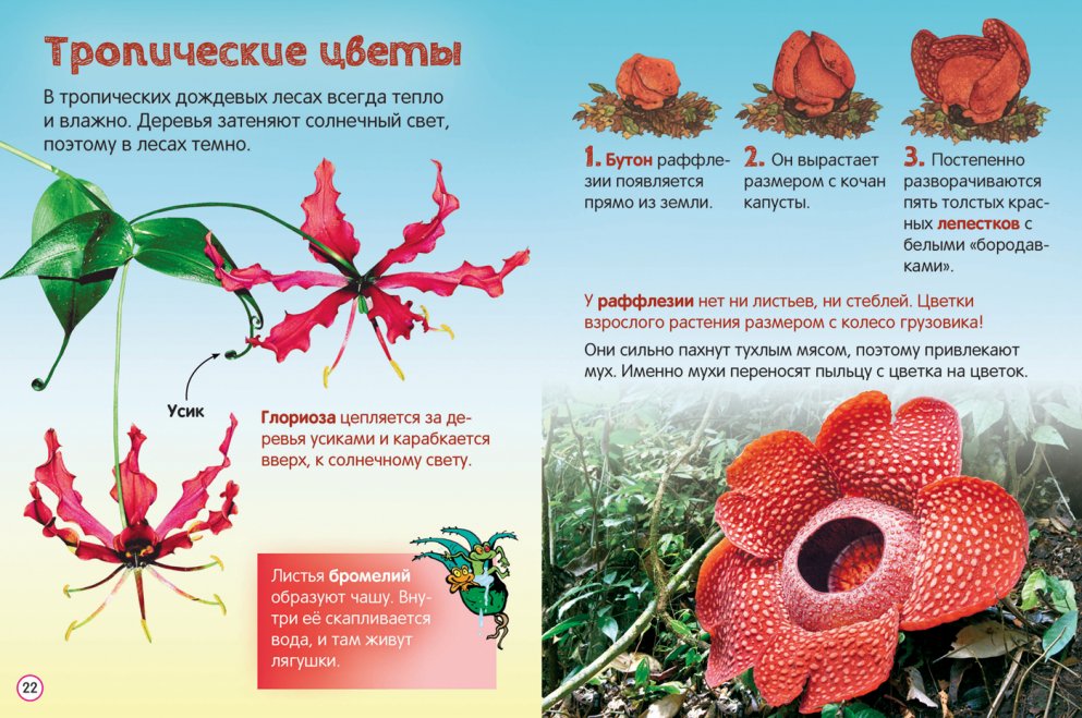 Энциклопедия для малышей – Цветы  