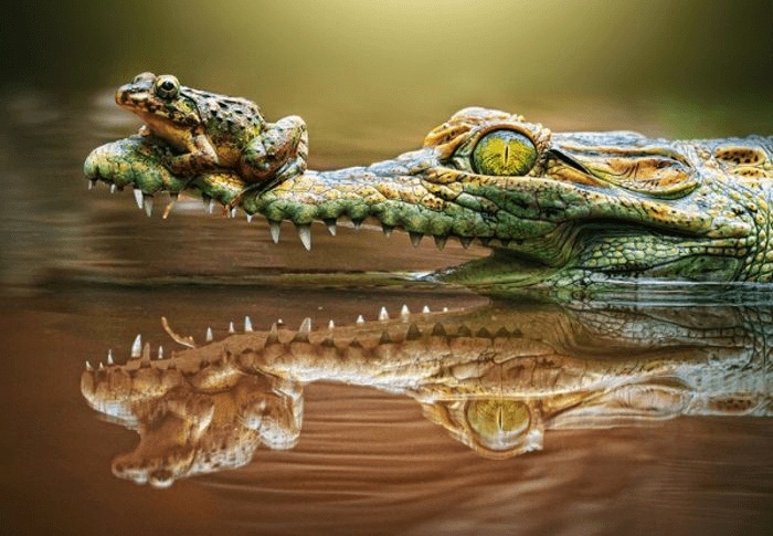 Пазлы Castorland - Крокодил и лягушка, 500 элементов  