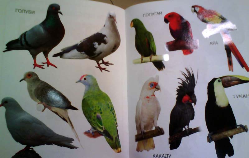 Книга – Мои блестящие книжки. Птицы  
