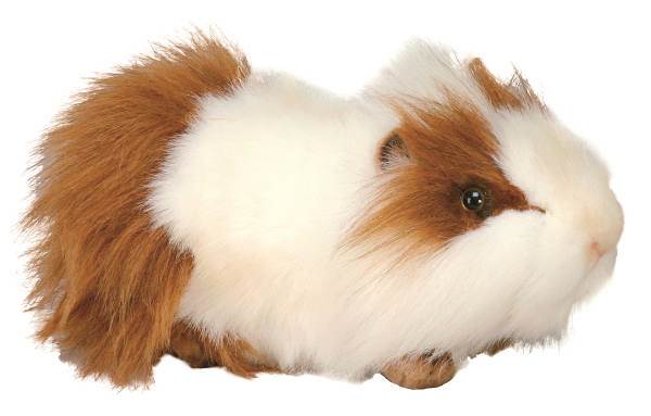 Мягкая игрушка – Морская свинка, бело-рыжая, 24 см  
