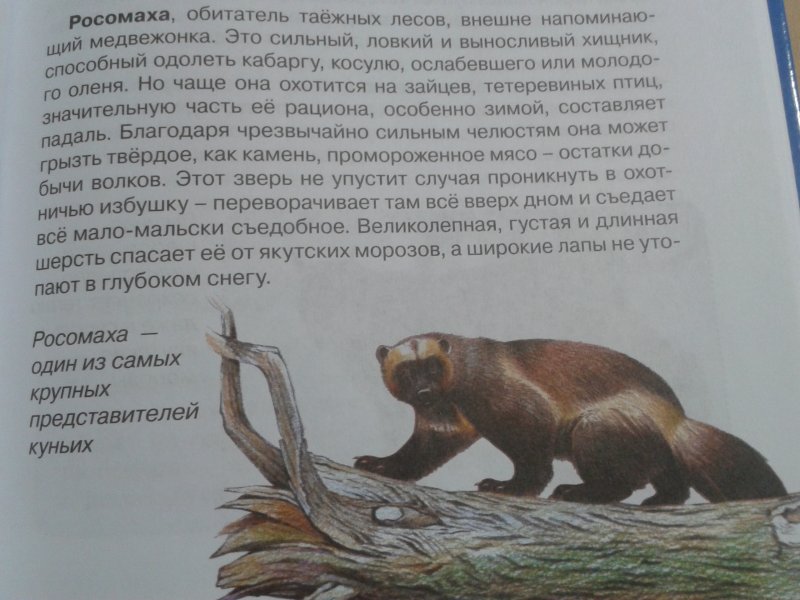 Энциклопедия «Животные России»   