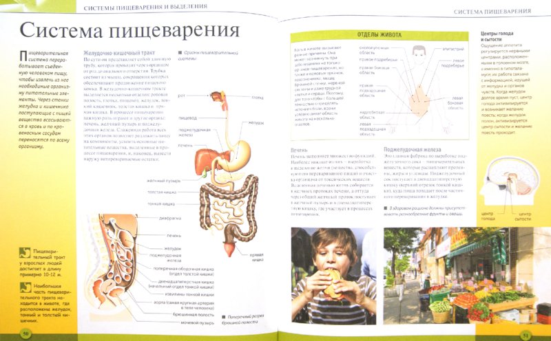 Энциклопедия школьника «Тело человека»  