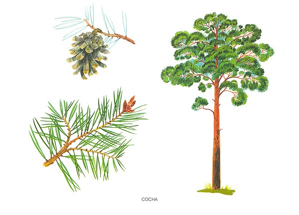 Сосна картинка рисунок