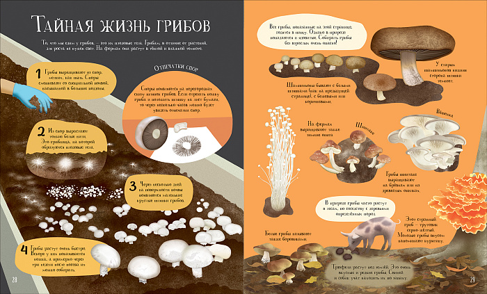 как растет еда книга. Смотреть фото как растет еда книга. Смотреть картинку как растет еда книга. Картинка про как растет еда книга. Фото как растет еда книга