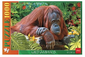 Пазлы 1000 элементов - Орангутанг (Hatber, 1000ПЗ2_13733)
