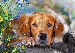 Пазлы Castorland - Ретривер, 500 деталей (Castorland, B-52622)