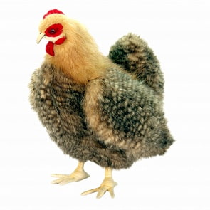 Мягкая игрушка - Курица, 37 см (Hansa, 5660)