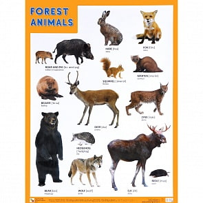 Плакат английский Forest Animals - Лесные обитатели (Мозаика-Синтез, МС10864)