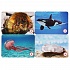 Карточная мемо игра - Морские животные, 50 карточек  - миниатюра №2