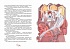 Книга из серии - Яркая ленточка. А. Линдгрен - Кати в Париже  - миниатюра №4