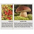 Карточки в папке - Ягоды и грибы, 16 карточек  - миниатюра №1
