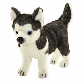 Мягкая игрушка - Щенок Хаски стоящий, 20 см. (Hansa, 6970)