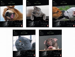 Тетрадь ученическая - В фокусе, 48 листов, клетка (Полиграфика, 35413)