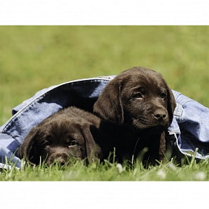 Пазл - Щенки черного лабрадора XXL, 300 деталей (Ravensburger, 13209)