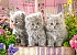 Пазлы Castorland - Три серых котенка, 300 элементов  - миниатюра №1