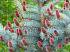 Набор для выращивания растений - Ель канадская голубая  - миниатюра №2