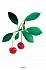 Карточки развивающие - Расскажите детям о садовых ягодах  - миниатюра №4