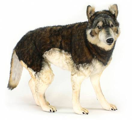 Мягкая игрушка – Лесной волк, 100 см 