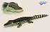 Мягкая игрушка - Крокодил Филиппинский, 72 см  - миниатюра №2