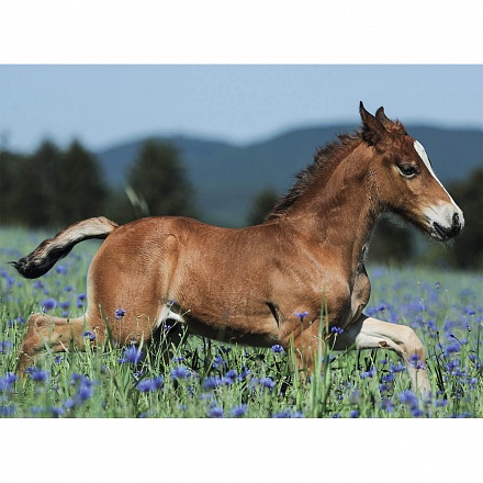 Пазл - Молодая лошадь XXL, 150 деталей 