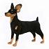 Мягкая игрушка – Собака породы цвергпинчер, 43 см  - миниатюра №1