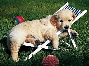 Пазл «Щенок золотистого ретривера» 500 шт (Ravensburger, 14179st)