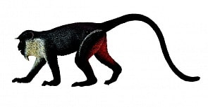 Фигурка – Мартышка диана, M (Collecta Gulliver, 88673b)