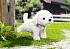 Интерактивный щенок Baby born – Пудель  - миниатюра №2