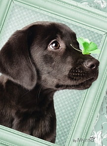 Пазл «Счастливый щенок» 500 шт (Ravensburger, 14194st)