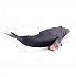 Горбатый кит XL  - миниатюра №2