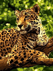 Раскраска по номерам Ягуар (Lori, Ркн/ф-231)