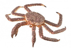 Камчатский краб XL (Collecta, 88851b)