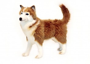 Мягкая игрушка - Хаски коричневая, 50 см (Hansa, 6494)