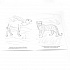 Раскраска Животные с Чебурашкой  - миниатюра №1