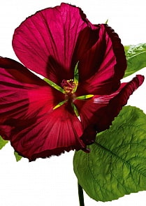 Пазл с глянцевым эффектом - Цветок гибискуса, 1000 деталей (Ravensburger, 19442)