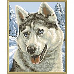 Раскраска по номерам - Хаски (Schipper, 9240393) - миниатюра