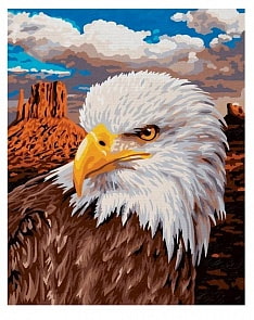 Белоголовый орлан (Schipper, 9240665)