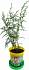Набор для выращивания растений - Кипарис Аризонский  - миниатюра №4