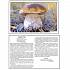 Набор карточек с описаниями и материалом для педагога - Расскажите детям о грибах  - миниатюра №1