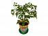 Набор для выращивания растений - Мыльное дерево  - миниатюра №1