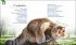 Первая энциклопедия - Кошки и котята  - миниатюра №3