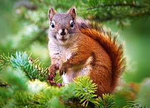 Пазлы Castorland – Белочка, 260 элементов (Castorland, B-27422)