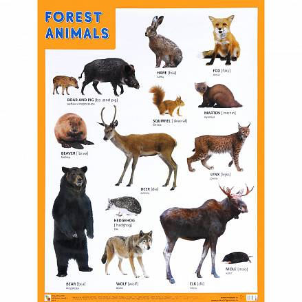 Плакат английский Forest Animals - Лесные обитатели 