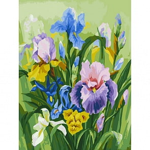 Раскраски по номерам - Нежные ирисы, 30 х 40 см (Белоснежка, 152-AS-no_)
