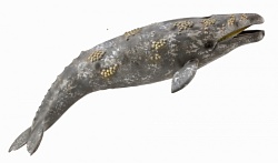 Фигурка - Серый кит, размер XL (Collecta, 88836b) - миниатюра