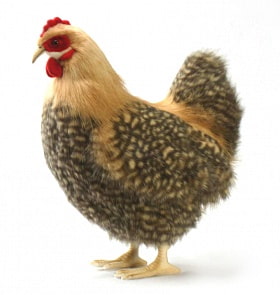 Мягкая игрушка – Курица палевая, 35 см (Hansa, 4588)