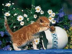 Пазл «Любопытный котенок» 500 шт  (Ravensburger, 14104st)