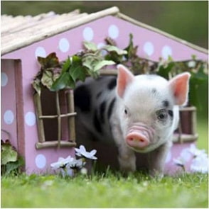 Пазл 360 Год Свиньи 2019 + 4 магнита, вид 4 (Origami, 04353)