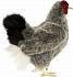 Мягкая игрушка – Серая курица, 30 см  - миниатюра №1