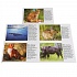 Карточки в папке - Животные России, 16 карточек   - миниатюра №1